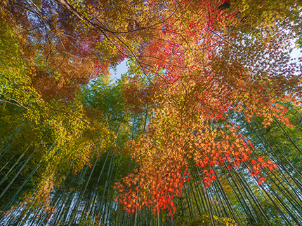 松尾寺